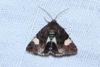 Tyta luctuosa