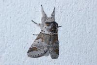 Furcula furcula