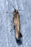 Scythris