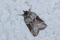 Nycteola siculana