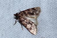 Aglossa caprealis