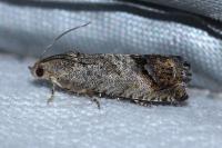 Cydia splendana