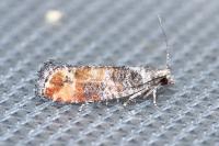 Clavigesta purdeyi