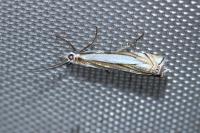 Crambus pascuella