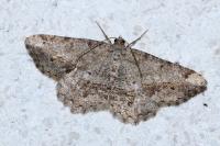 Chiasmia aestimaria