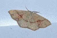 Cyclophora punctaria