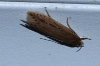 Limnaecia phragmitella