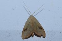 Rivula sericealis