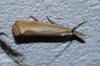 Agriphila straminella