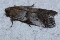 Acrobasis fallouella/glaucella