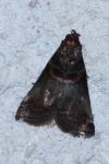 Acrobasis marmorea