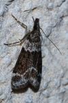 Eudonia