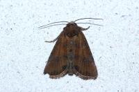 Mesapamea secalella/secalis