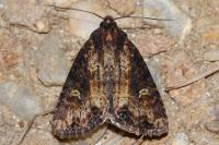 Mesapamea secalella/secalis