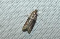 Cryptoblabes bistriga