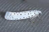 Yponomeuta