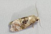 Phalonidia manniana