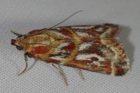 Acrobasis porphyrella