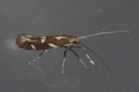 Calybites phasianipennella