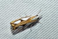 Catoptria pinella