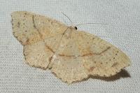 Cyclophora punctaria