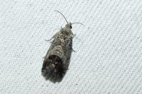 Cydia splendana