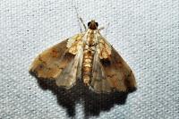 Agrotera nemoralis