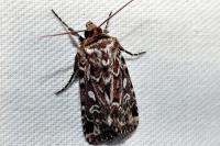 Lycophotia porphyrea