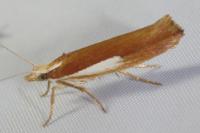 Ypsolopha parenthesella