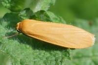 Wittia sororcula