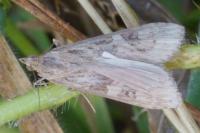 Nomophila noctuella