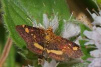 Pyrausta aurata