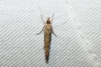 Ypsolopha parenthesella