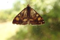 Pyrausta aurata