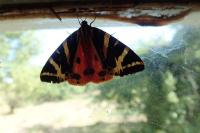 Euplagia quadripunctaria