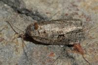 Apotomis semifasciana