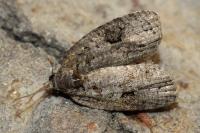 Apotomis semifasciana