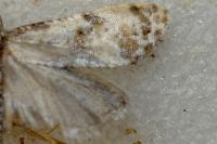 Cochylis molliculana