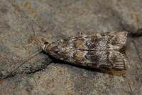 Dioryctria sylvestrella