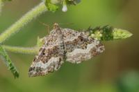 Epirrhoe alternata