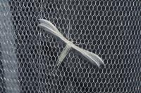 Pterophorus pentadactylus