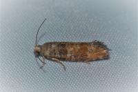 Clavigesta purdeyi