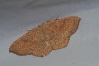 Cyclophora ruficiliaria