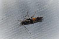 Cosmopterix orichalcea