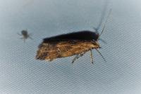 Brachmia blandella