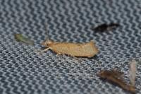 Ypsolopha alpella