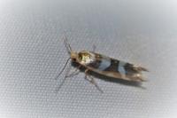 Argyresthia goedartella
