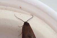 Psyche crassiorella