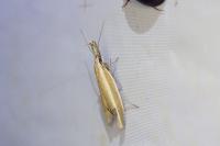 Pleurota aristella
