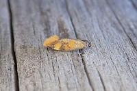 Promalactis procerella